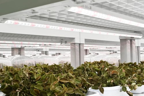 金線蓮的功效、價值與技術開發前景